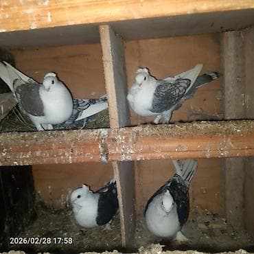 heyvanlara verilen xususi adlar: Cins göyərçinlər – başında “qıvrım/tac” tüklü, saqqallı və lələkli — 5