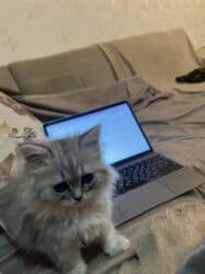 pişik cütleşdirme: Britan, Erkək, Yaxşı əllərə, Pulsuz çatdırılma — 3