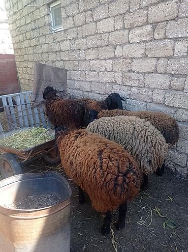 qax heyvan bazar: Erkək, Qala, il: 1, 55 kq, Damazlıq, Ətlik, Ünvandan götürmə — 4