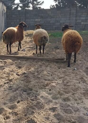 qoyunların qiyməti: Qoyunların üçüdə erkəydi ikisi 35 kilodan çox çəki verir biri isə 40 — 4