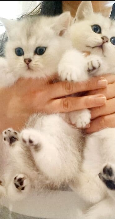 pişik boz: Britan, Erkək, Dişi, Yaxşı əllərə, Ünvandan götürmə — 2