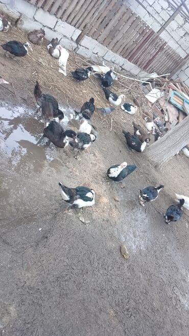 ev pişiy: 3ayliq Lal ördek balasi Məhsul təsviri: - Şəkillərdə göründüyü kimi — 3