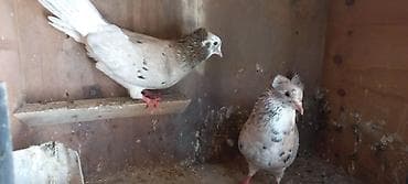 goyercin aliram: Cutduler 40 manata cutu — 3