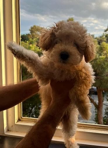 dog: Pudel — 3
