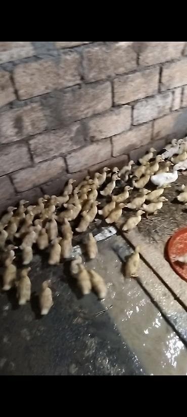 qaz ördey: Salam 240 Eded 16 günlük Saf Qan Ağır Cekili Orginal Pekin Ördekleri — 2