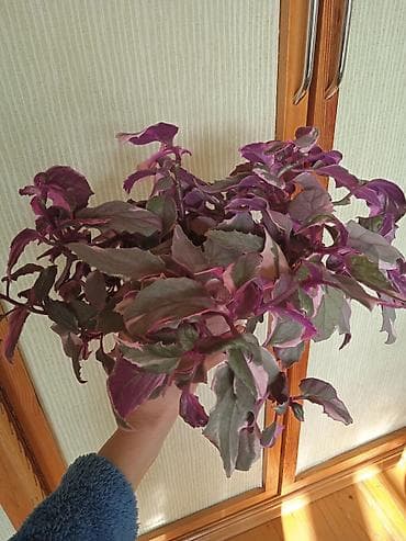 ev gulleri satisi: Сциндапсус N-Joy — 3