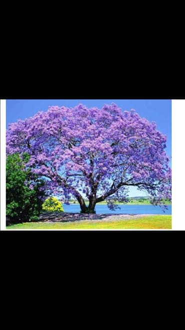 uzum tingləri: Paulownia (adem agaci) hal hazirda var 2 illik ağaclardı uzunlugu 3 — 2