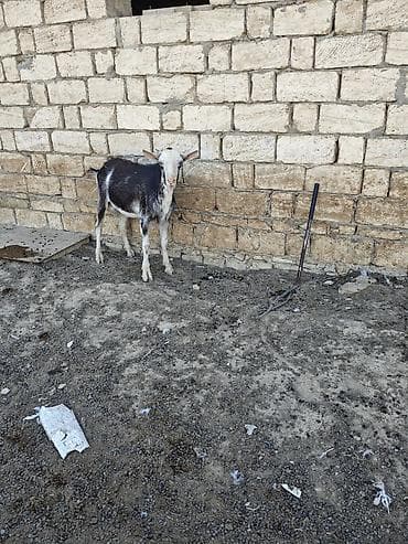 keçi: Her ikisi satilir. fevralda 2yasdari olacag. heyvanlar qobu kendindedi — 3