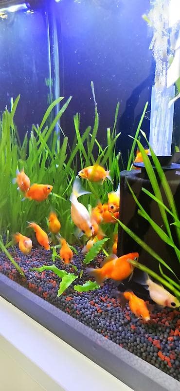 akvarium sifarisi: Qızıl balıq, Sülhsevər — 2