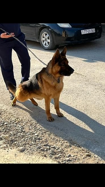 i̇tlər doberman: Alman çoban iti, 2 il, Erkek, Peyvəndli, Ünvandan götürmə — 2