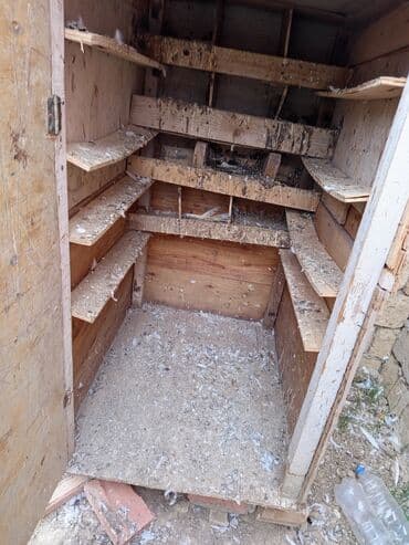 göyərçin yuvaları: Salam.gördüyünüz quş damı satılır qiyməti 50 manat və satdıq 8 dənədə — 7