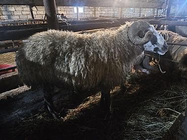 qoyunlar satilir: Təcili satılır qiyməti razılaşmağ olar — 2