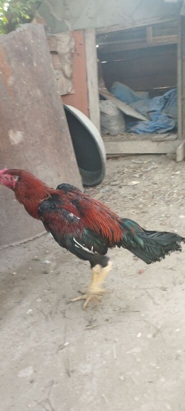 Məhsul: Qırmızı-qara rəngli xoruz Çepiyondu 9 aylıqdır kim istəsə