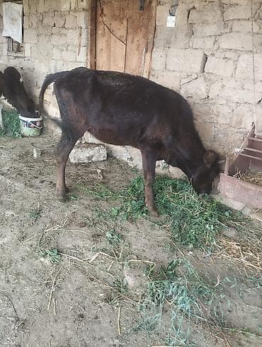 cins toyuqlarin satisi: Dişi, il: 1, Damazlıq, Ünvandan götürmə — 4