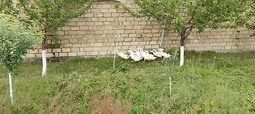bulbul quşu haqqinda melumat: Qaz balalari satilir,3 ayliqdilar 14 dene qalibsamux rayonundadi — 5