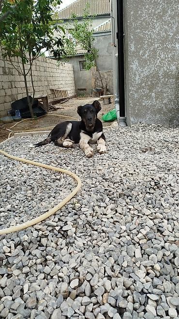 tap az itler kangal: Alabay, 4 ay, Erkek, Peyvəndli, Ünvandan götürmə — 1