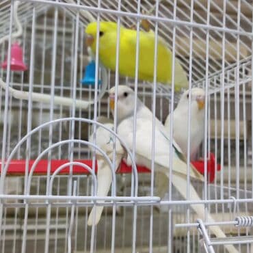 Iran Khodro: Məhsul: Dalmatin və klassik rəng çeşidlərində dalğıç balaları – — 7