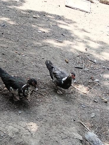 bildircin satisi: Boyuk balaca ördəklər satılır ünvan Xırdalan — 3