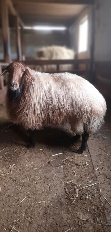 qoyun yanıbala: Erkək, il: 2, 130 kq, Damazlıq — 1