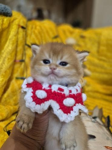 ankara pişiyi: Britan, Erkək, Yaxşı əllərə, Ödənişli çatdırılma — 6