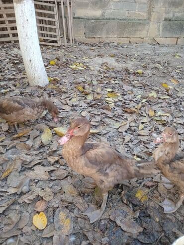 dovşan satışı: Erkək, | Lal ördək, Damazlıq, Ünvandan götürmə — 5