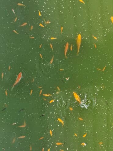 betta balıq: Qızıl balıq, Sülhsevər, Ünvandan götürmə — 10