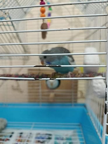 it qovan cihaz: Əlaqə 0557864969 2 ədəd yetişkin tutuquşu və bir bala (1 aylıqdır) — 5