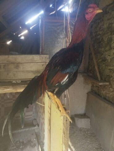 K/t heyvanları üçün mallar: 15 aprel yeni ayılib atlanmayıb barter yoxdur tergidirem deye ucuz — 8