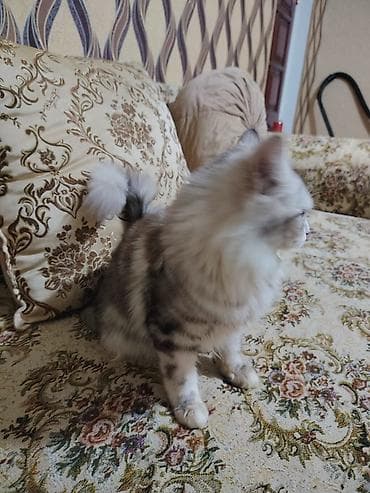 scotland pisikler: Tabbi — 1