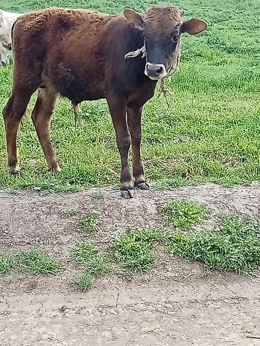 heyvanlar alemi: Erkeydi riyalı alci zengin vursun hevan celilabada — 7