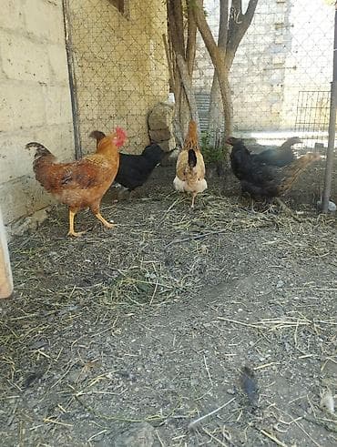 cuce: Toyuq, Damazlıq, Ünvandan götürmə — 2