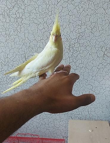 dekorativ quslarin satisi: Korellar saglam quslardi ele orgesib dansdirmaqda olar isdeyen — 5