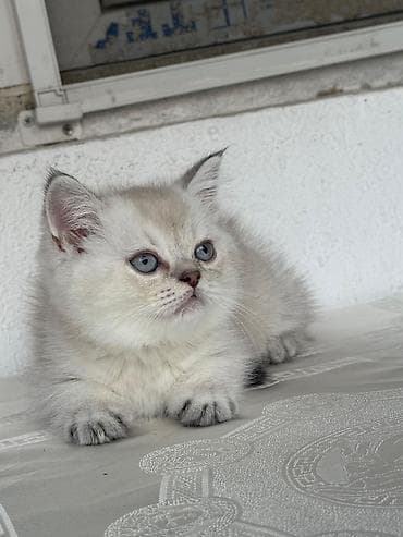 maykonq pişik: Britan — 6