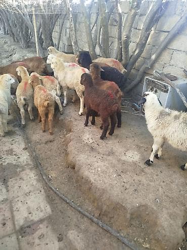 ev itleri balaca: Quzu sürüsü satılır - Növ: yerli qarışıqlı ətlik quzular - Təxmini — 3