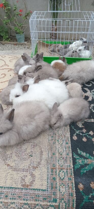 karlık dovsan: Məhsul: Angora tipli uzun tüklü dekorativ dovşan balaları — 7