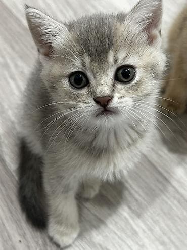 heyvanlarin sekilleri: Qızıl şinşilla, Erkək, Dişi, Ünvandan götürmə, Ödənişli çatdırılma — 4