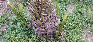 ağaç gülleri: Xurma (xurma xurması) palması – yetişmiş ana gövdəsi və ətrafında bir — 1