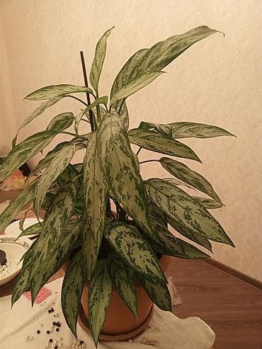 tuya bitkisi: Aglaonema (Çin həmişəyaşıl) – dekorativ yarpaqlı otaq bitkisi - Növ — 2