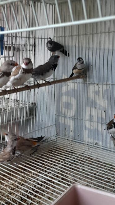 Amadin brilyant.cutu 350 man