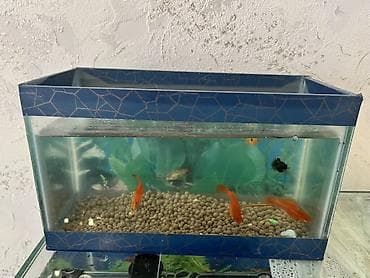 bildircin eti satisi: Dördbucaq akvarium, Balıqlarla birlikdə, 7 l, Ünvandan götürmə, Ödənişli çatdırılma — 8