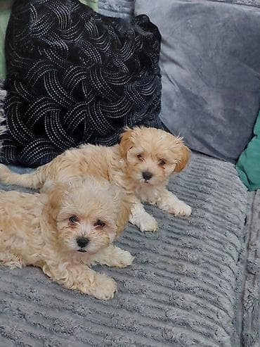 labrador itleri: Salam mini maltes balonka 1 ay yarımlıqdır tam sağlamdır qarışıq cins — 2