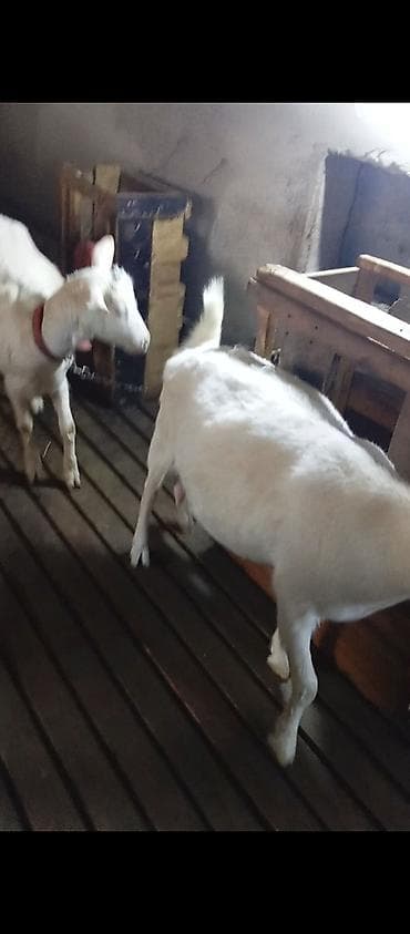 sudluk keci: Saanen keçiləri. Bir ana-bala və bir boğaz keçi. Balalar əkizdir — 3