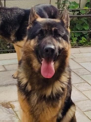 2 ayliq cuceler: Alman çoban iti, 3 il, Dişi, Ödənişli çatdırılma — 1