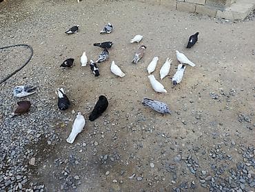 bulbul quşu haqqinda melumat: Məhsul: Ev göyərçinləri qrupu.qiymət bir ədədinə aiddir.tərgizilir,cəm — 1