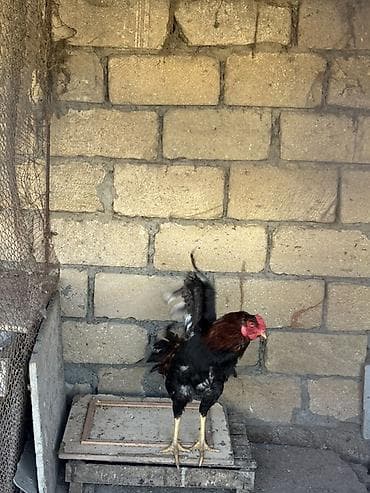 quşlar: Məhsul: Qarışıq heyratı xoruzlar
Real alıcıya endirim olacaq — 6