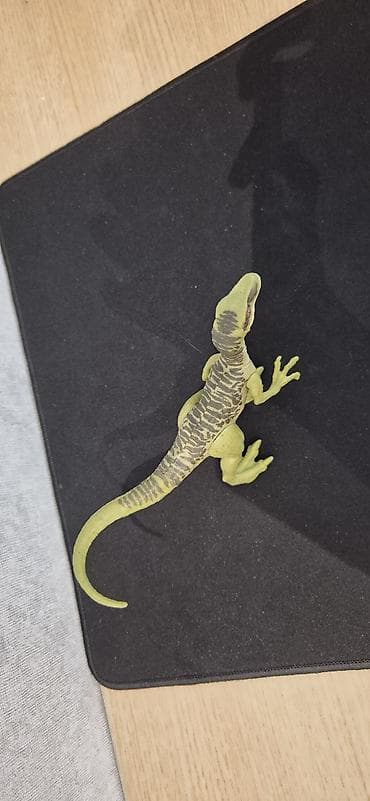 Şamlar: Fiqur, Plastik, rəng - Yaşıl — 3