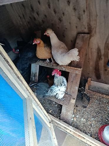 sevimli dadim broyler: Yaponka yumurtaları - Həyətyanı şəraitdə, sərbəst gəzən toyuqlardan — 2