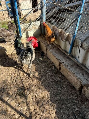 xoruzun nece rengi var: Xoruz, il: 1 — 3