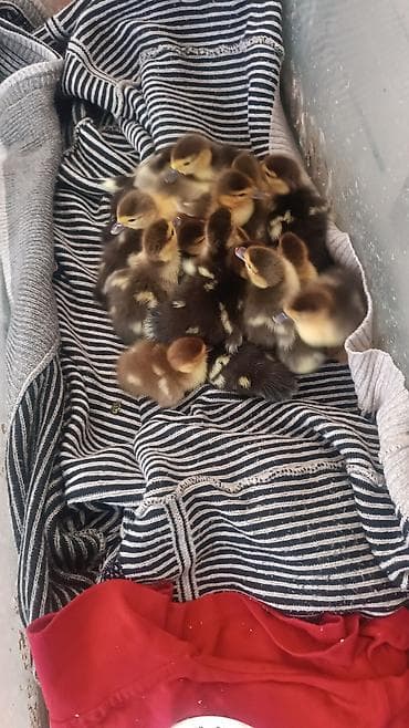 lal ordek: Lal ordek balalari KRASNODARKUL RENGİ MACAR və ZUMRUDU sort . Qiymet — 5