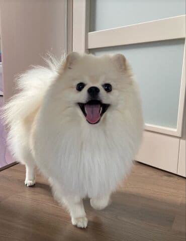 itlerin satisi bakida: Şpitz, Peyvəndli, Ünvandan götürmə — 2